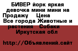 БИВЕР йорк яркая девочка мини мини на Продажу! › Цена ­ 45 000 - Все города Животные и растения » Собаки   . Иркутская обл.